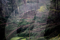 NEWS -  Italien: Aufräumen nach dem Sturm bei Belluno