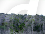 REPORTAGE - Grüne Lunge in Gefahr: Wissenschaftler untersuchen die Auswirkungen des Klimawandels auf den Regenwald im Amazonasgebiet