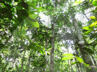 REPORTAGE - Grüne Lunge in Gefahr: Wissenschaftler untersuchen die Auswirkungen des Klimawandels auf den Regenwald im Amazonasgebiet