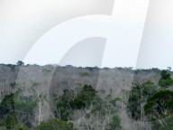 REPORTAGE - Grüne Lunge in Gefahr: Wissenschaftler untersuchen die Auswirkungen des Klimawandels auf den Regenwald im Amazonasgebiet