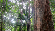 REPORTAGE - Grüne Lunge in Gefahr: Wissenschaftler untersuchen die Auswirkungen des Klimawandels auf den Regenwald im Amazonasgebiet