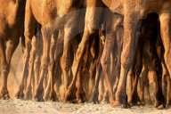 FEATURE - Piof the Day: Bilder des Tages