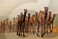 FEATURE - Piof the Day: Bilder des Tages