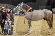 PEOPLE - Das Pferd von Sergio Ramos erhält eine Auszeichnung