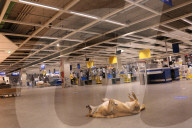 NEWS - Catania: Obdachlose Hunde finden bei Ikea ein Zuhause