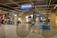 NEWS - Catania: Obdachlose Hunde finden bei Ikea ein Zuhause