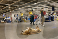 NEWS - Catania: Obdachlose Hunde finden bei Ikea ein Zuhause