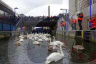 FEATURE - Hamburg: Alsterschwäne kommen ins Winterquartier