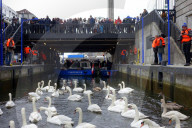 FEATURE - Hamburg: Alsterschwäne kommen ins Winterquartier