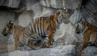 FEATURE - Sumatran Tiger Babys im Berliner Zoo