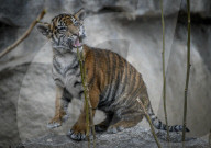 FEATURE - Sumatran Tiger Babys im Berliner Zoo