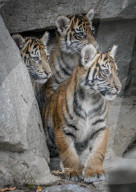 FEATURE - Sumatran Tiger Babys im Berliner Zoo