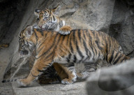 FEATURE - Sumatran Tiger Babys im Berliner Zoo