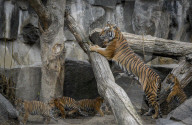 FEATURE - Sumatran Tiger Babys im Berliner Zoo