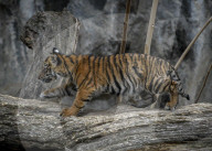 FEATURE - Sumatran Tiger Babys im Berliner Zoo