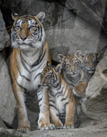 FEATURE - Sumatran Tiger Babys im Berliner Zoo