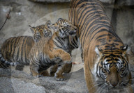 FEATURE - Sumatran Tiger Babys im Berliner Zoo