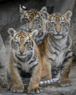 FEATURE - Sumatran Tiger Babys im Berliner Zoo