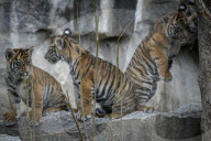 FEATURE - Sumatran Tiger Babys im Berliner Zoo