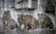FEATURE - Sumatran Tiger Babys im Berliner Zoo