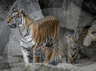 FEATURE - Sumatran Tiger Babys im Berliner Zoo