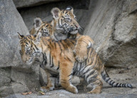 FEATURE - Sumatran Tiger Babys im Berliner Zoo
