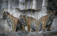FEATURE - Sumatran Tiger Babys im Berliner Zoo