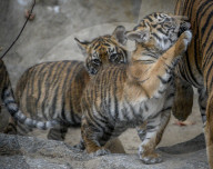 FEATURE - Sumatran Tiger Babys im Berliner Zoo