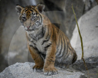 FEATURE - Sumatran Tiger Babys im Berliner Zoo