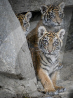 FEATURE - Sumatran Tiger Babys im Berliner Zoo