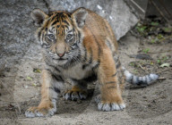 FEATURE - Sumatran Tiger Babys im Berliner Zoo