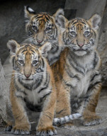 FEATURE - Sumatran Tiger Babys im Berliner Zoo