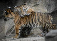FEATURE - Sumatran Tiger Babys im Berliner Zoo