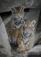 FEATURE - Sumatran Tiger Babys im Berliner Zoo