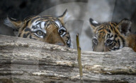 FEATURE - Sumatran Tiger Babys im Berliner Zoo