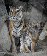 FEATURE - Sumatran Tiger Babys im Berliner Zoo