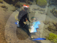 FEATURE - Taucherin zeichnet unter Wasser
