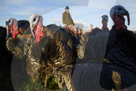 REPORTAGE - Türkei: Truthähne 'warten' auf Weihnachten