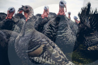 REPORTAGE - Türkei: Truthähne 'warten' auf Weihnachten