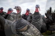 REPORTAGE - Türkei: Truthähne 'warten' auf Weihnachten
