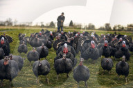 REPORTAGE - Türkei: Truthähne 'warten' auf Weihnachten