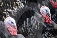 REPORTAGE - Türkei: Truthähne 'warten' auf Weihnachten