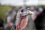REPORTAGE - Türkei: Truthähne 'warten' auf Weihnachten