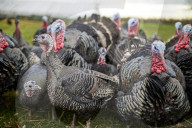 REPORTAGE - Türkei: Truthähne 'warten' auf Weihnachten