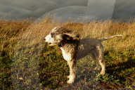 FEATURE - Pix of the Day: Bilder des Tages