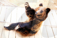 FEATURE - Hier winkt der Braunbär