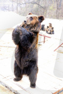 FEATURE - Hier winkt der Braunbär