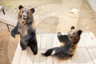 FEATURE - Hier winkt der Braunbär