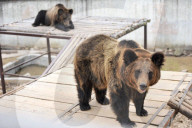 FEATURE - Hier winkt der Braunbär