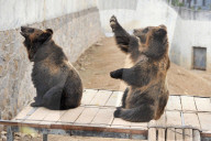 FEATURE - Hier winkt der Braunbär
